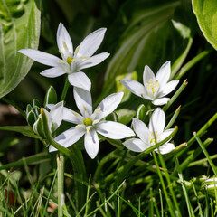 Delicate white ornithogalum blooms nestled in vibrant green grass, sunlight, square photo