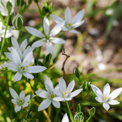 Star of Bethlehem or Ornithogalum Nutans flowers in Saint Gallen in Lithuania
