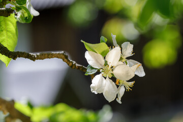 Close-up of three delicate white apple blossoms on a branch, set against a dark background. Soft light highlights the petals and leaves, creating a gentle, spring-like moo