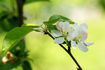 White apple tree blossoms. Close up of delicate white apple blossoms on a branch bathed in warm golden sunlight creating a soft hazy bokeh background in spring.