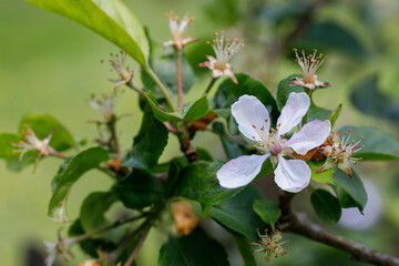 A faded blossoming apple tree branch in spring with a single, last blossom