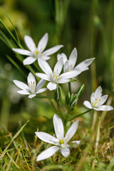 Ornithogalum dubium, a beautiful flowering Star of Bethlehem, vertical photo