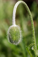 Unopened poppy bud on green blurred background