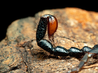 Scorpio, telson