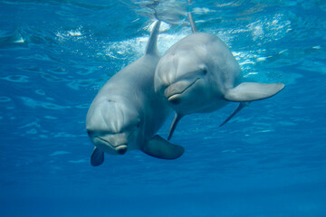 Großer Tümmler (Tursiops truncatus) unter Wasser