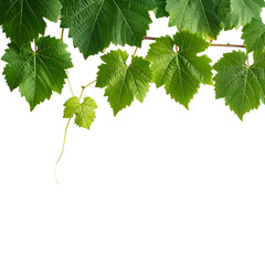 Lush green leaves of a vine cascade downwards against a stark, black backdrop