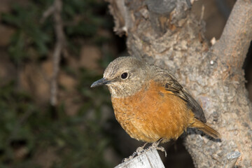 Juvenile Cape Rock Thrush (Monticola rupestris) in Meiringspoort, South Africa