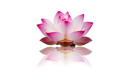 Fototapeta premium A close up of a pink lotus flower with its reflection on a black background creating a serene image
