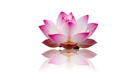 A close up of a pink lotus flower with its reflection on a black background creating a serene image
