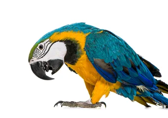Papier peint photo Perroquet Young Blue-and-yellow Macaw, Ara ararauna, parrot standing on white background  © Eric Isselée