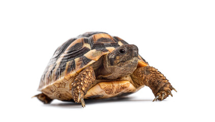 Hermann's tortoise, Testudo hermanni, walking on white background in studio