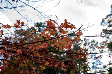 Autumn maple leaves on tree branches against cloudy sky.