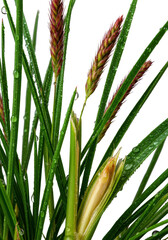 Fototapeta premium Macro shot of vibrant fescue and foxtail grasses with dewdrops, reddish seed heads, and moist snapped stalk interior, isolated on transparent, concept of perfection nature and microcosm