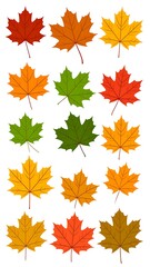 Fototapeta premium Assortment of stylized autumn maple leaves in various colors
