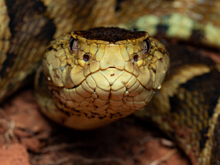 Jararaca, Bothrops moojeni