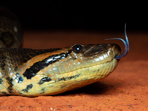 Anaconda, Eunectes murinus