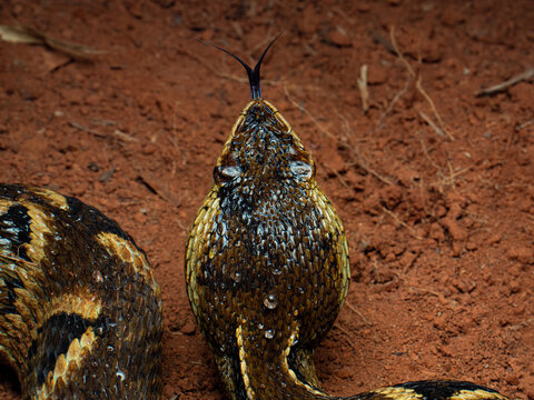 Jararaca, Bothrops moojeni