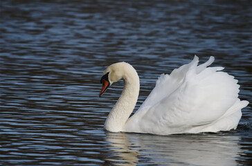 Ein Schwan im Decksteiner Weiher in Köln.