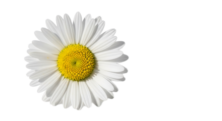 Close up of a single white daisy flower with a bright yellow center on a black background space for text