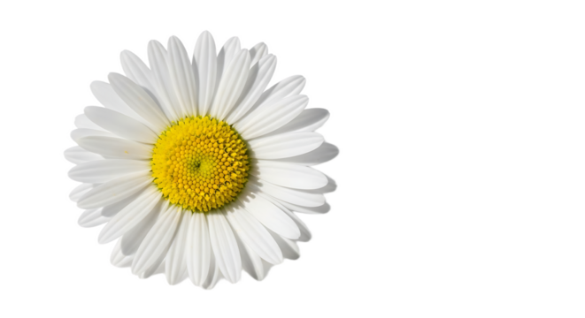 Close up of a single white daisy flower with a bright yellow center on a black background space for text