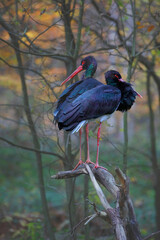 Schwarzstorch (Ciconia nigra) zwei Tiere im Wasser 