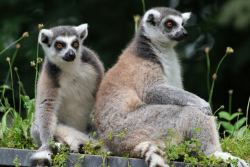 Katta (Lemur catta) Lemuren, Familie sitzt auf Dach 