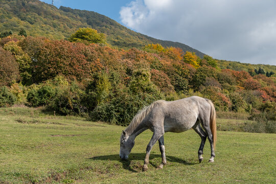 Graues Pferd vor herbstlichem Wald am Dajti-Berg, Tirana, Albanien