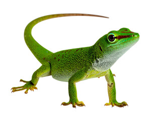 Fototapeta premium Full-body view of a vibrant green gecko with detailed reptile skin and natural stance, displayed in high clarity, isolated on a transparent background, PNG
