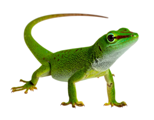 Full-body view of a vibrant green gecko with detailed reptile skin and natural stance, displayed in high clarity, isolated on a transparent background, PNG