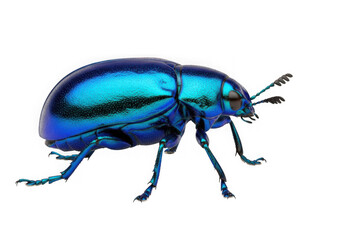 Iridescent blue beetle macro photography stunning insect detail against transparent background