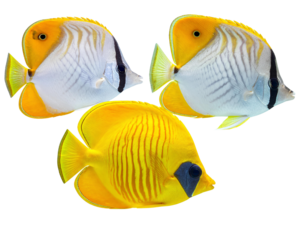 Vibrant trio of colorful saltwater aquarium fish arranged in a panoramic display, showcasing marine diversity, isolated on a transparent background, PNG