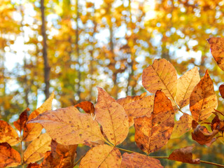 Orange and Yellow Fall Leaves In Autumn Trees