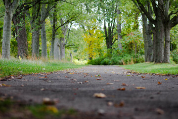 Path Through the Woods In a Park in Early Fall with Crunchy Leaves on the Ground