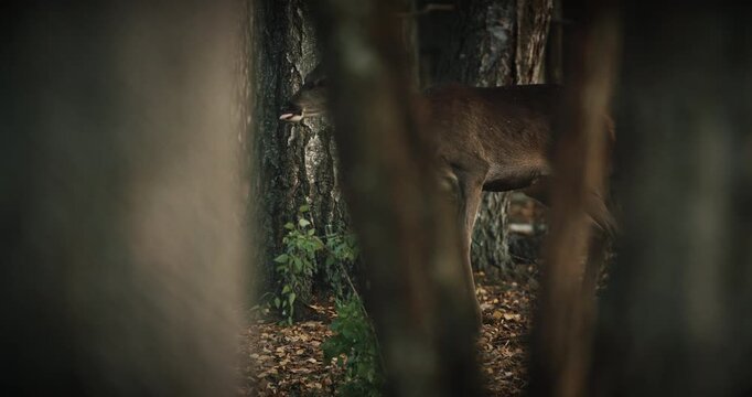 Fallow Deer Or Dama Dama Grazes In Autumn Forest.