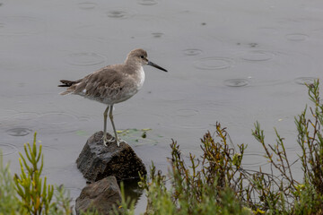 Willet Perched on Rock in Rain