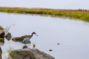Reddish Egret Wading in Marsh Pond