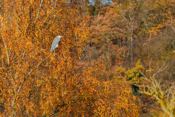 majestic great grey heron