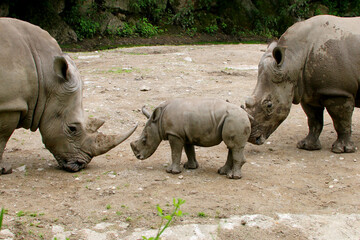 Breitmaulnashorn (Ceratotherium simum) Alttier mit Jungem 
