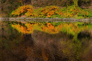 Fall trees landscape in vibrant colors