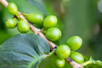 coffee beans, not yet ripe, on the tree branch
