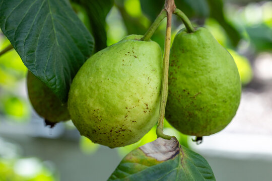 guava fruits on the branches of the tree