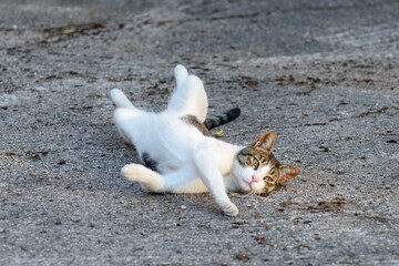 Fototapeta premium A beautiful cat is lying on its back on the asphalt