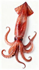 octopus on a white background