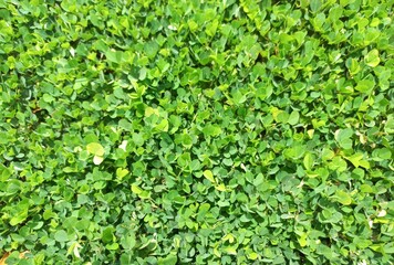 Close-up photo of green Arachis pintoi