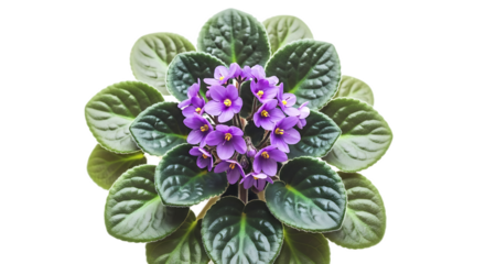 A top view of a blooming african violet plant with purple flowers and green leaves on black background