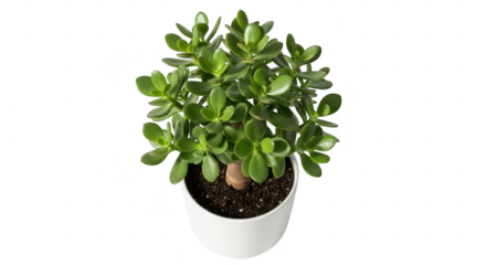 Top view of lush green potted plant with textured white container isolated illustration