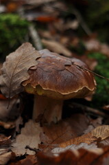 mushroom in the forest