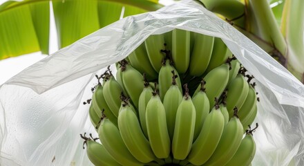 Cluster of green bananas growing under plastic cover on banana tree