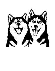 Two Siberian Huskies
