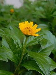 Sphagneticola trilobata flower with yellow petals and green leaves botanical plant in the garden nature
